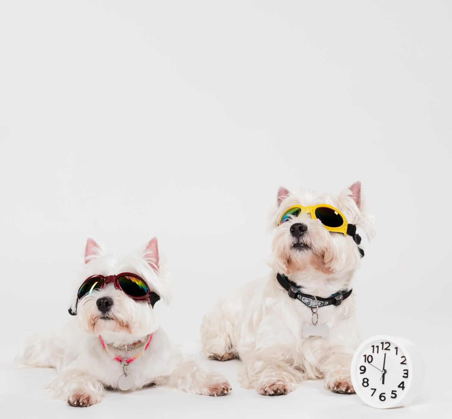 Tinted Pet Goggles — UV Protection